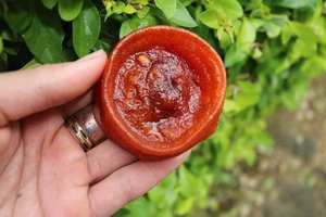 Kaki séché naturellement doux du Vietnam, produit de qualité supérieure idéal pour l'emballage OEM et la distribution des exportations de supermarchés - Product Image 4