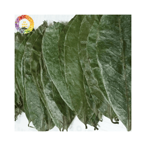 Feuilles de Corossol fraîchement séchées Feuille de Graviola Approvisionnement en vrac Origine du Vietnam Feuille d'Annona Muricata Pour Herbal Store Et Détaillant en ligne - Product Image 2