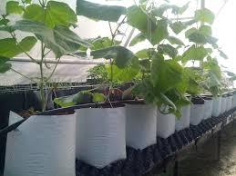 Bolsa de cultivo de turba de coco de alta calidad Material plástico excelente Conocimiento profundo ofrecido por Expert Domain - Product Image 5