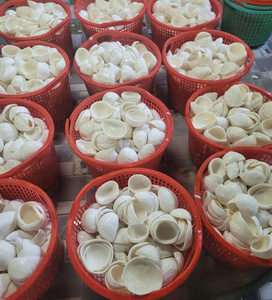 Bonbons à la viande de noix de coco séchée de couleur mélangée Snack naturel fait à la main du Vietnam - Product Image 6