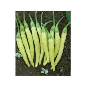 Semi di 100 giardino biologico in vaso balcone giallo caldo pepe ornamentale semi del villaggio - Product Image 1