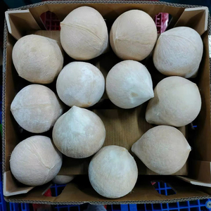Tasty Vietnam fresh young coconut for making coconut <b>jelly</b> preparing unique culinary dishes - Product Image 1