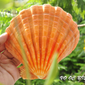 เปลือกหอยขัดสำหรับตกแต่งบ้านและอาหาร - Product Image 1