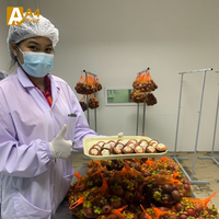 Zoete, sappige, biologische Thaise mangosteen, vers fruit, koningsvruchten, tropische smaak, verpakt, Thailand, kwaliteit Khey Taladthai, 1-2 weken leeftijd.