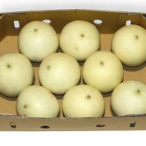High Quality <b>Fresh</b> Honeydew <b>Melons</b> - Class I Export Grade - Sweet Green Flesh - High Brix 12%+ Honey <b>Melons</b> Wholesale - Product Image 4
