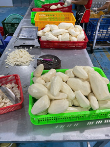 Frozen Peeled Taro Tuber Blocks IQF For Industrial Food Processing Bulk Supply - Product Image 4