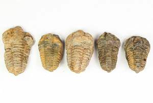 Escultura de Piedra Fósil de Calamina Tribolita Tallada - Product Image 1