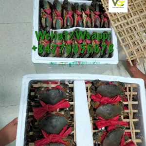 Pemasok Terbaik Kepiting Lumpur/Telur Kepiting/Kepiting Daging untuk Restoran Standar Kepiting Biru Ca Mau Kepiting Di Vietnam