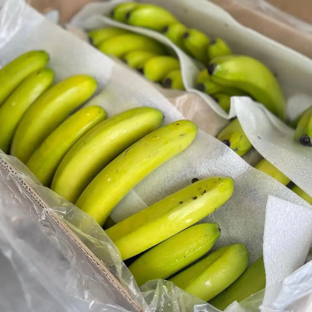 Premium Distributeurs Van Verse Bananenmerken/Waar Te Kopen Premium Premium Bananenfruit Groothandelsverpakking/Cavendish Premium Bananen