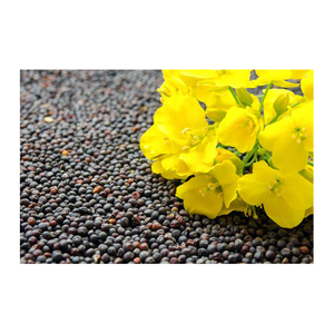 Semillas de Canola de Alta Calidad, 100% Puras, Empaquetado a Granel, Origen Estadounidense, Venta al por Mayor a Precios Competitivos en Todo el Mundo - Product Image 6