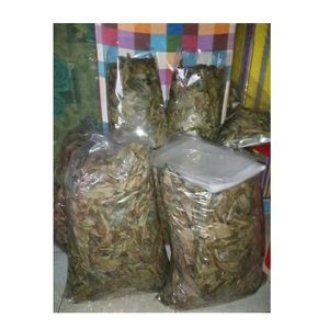 Feuilles de corossol séchées cultivées naturellement Poudre de corossol organique Feuille de graviola tropicale séchée au soleil pour la pureté Meilleur prix. - Product Image 6