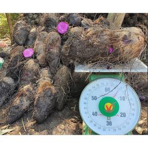 ส่งออกมันเทศแช่แข็งมาตรฐานจากเวียดนามที่ให้รสชาติที่เป็นธรรมชาติและคุ้มค่ามากสำหรับผู้ซื้อ - Product Image 4