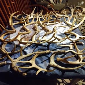 Red Deer Antlers naturalmente puro a la venta - Product Image 1