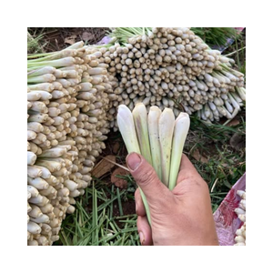 Norme d'exportation Citronnelle congelée Vietnam Longue durée de conservation IQF - Product Image 1