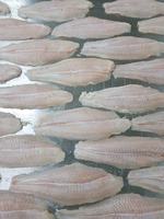 FILET DE PANGASIUS CONGELÉ DE MEILLEURE VENTE // VIANDE BLANCHE FRAÎCHE DU FOURNISSEUR VIETNAMIEN