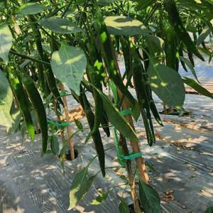 Custom Packaging Fresh <b>Red</b> <b>Chilli</b> From Vietnam Raw Processing Importer Support - Product Image 5