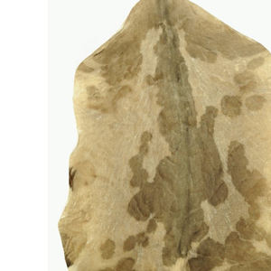 Customized <b>Drum</b> Skin Handmade Customized Design High Quality <b>Drum</b> Skin for <b>Shamanic</b> Musical <b>Drum</b> - Product Image 6