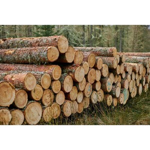 Madera de pino lisa, recta y de alta calidad para construcción y carpintería - Product Image 2