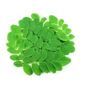 100% reines & organisches Moringa Oleifera Blatt pulver Gesundheit vorteilhafter Moringa Blattex trakt Pulver Hersteller