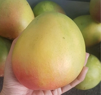 Mekong River Factory Premium Kwaliteit Gesneden Gedroogde Suikergevulde 100% Natuurlijke Zachte Gedroogde Mango voor Importeurs Wereldwijd
