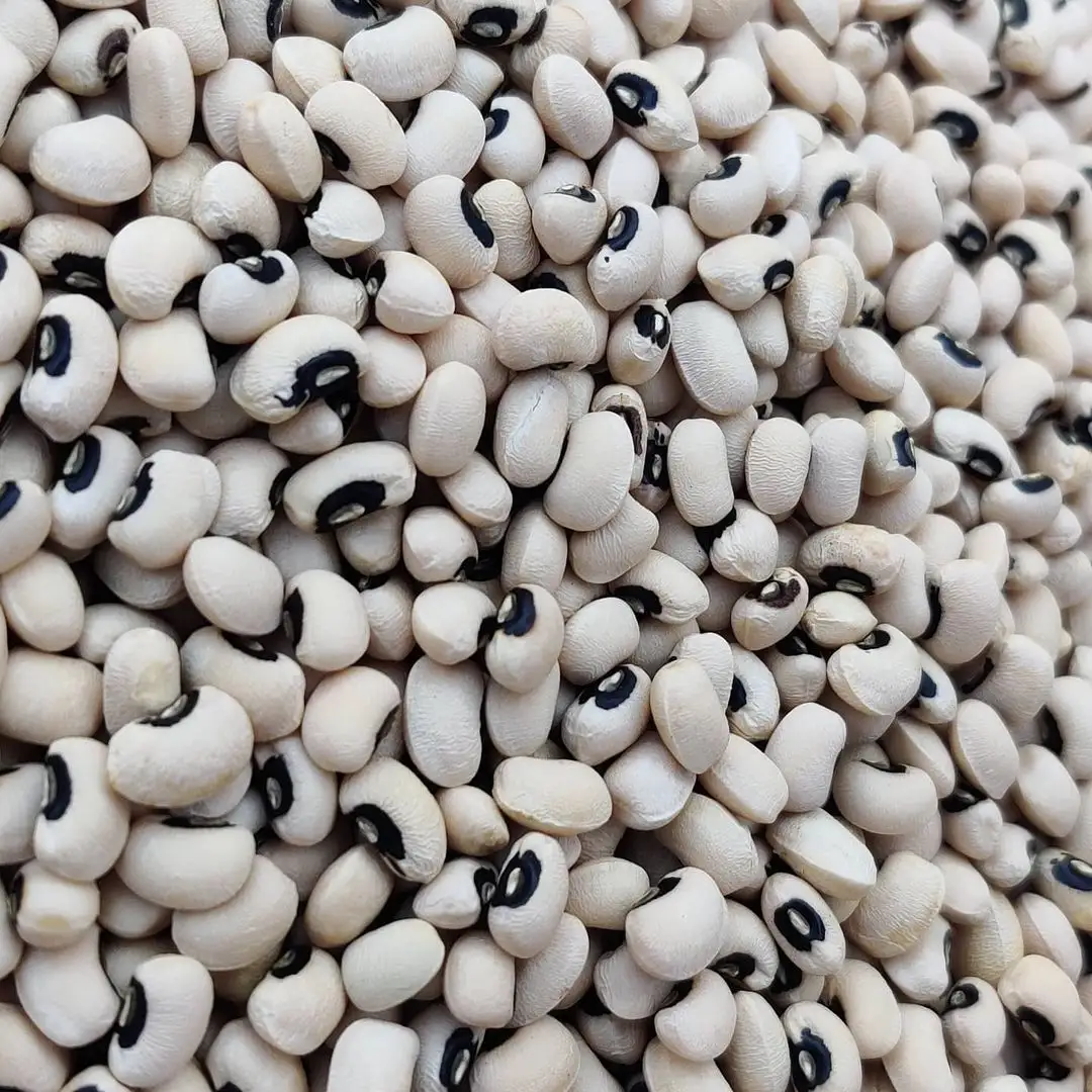 New Crop White Cowpea Vigna Beans Organic Black Eye Cowpea Vigna Beans Factory Manufacturer