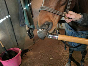 Operação de cavalo de corrente de contração, instrumentos veterinários médicos clínicos de animais - Product Image 4