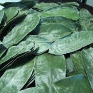 Feuilles de corossol entières vertes naturelles séchées biologiques pures de qualité supérieure pour tisane - Product Image 3