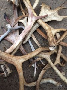 Precio al por mayor barato Red Deer Antlers para la venta - Product Image 4