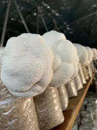 Superventas Hericium Erinaceus Good Delicious Pure Natural Quality Materia prima Lions Mane Mushroom Origin Vietnam - Product Image 4