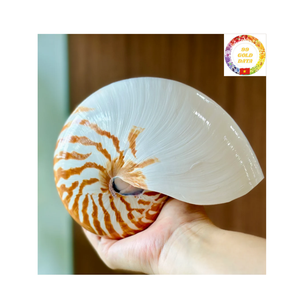 Conchas Nautilus de tendencia de Vietnam para acuarios y artesanías hechas a mano, proveedor mayorista - Product Image 1