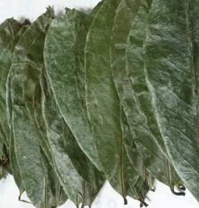 Hojas secas de Graviola Premium de Vietnam, ideales para infusión aromática y uso en la producción de té - Product Image 6