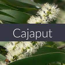 Aceite Esencial Cajeput Aromaterapia de Grado Terapéutico Fraccionado Orgánico Natural Puro 100% de Fábrica de Fabricante de India - Product Image 5