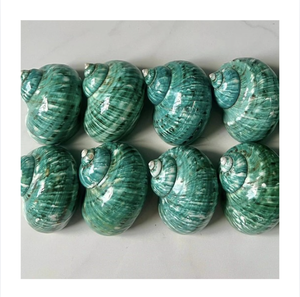 Concha de Turbo Natural para Manualidades, Decoración del Hogar, Acuarios, Decoración de Playa y Creación de Adornos - Product Image 1