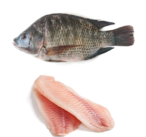 Tilapia <b>Fish</b> Wholesale Seafood Supply IQF Storage Vacuum-packed DE Origin 24 Months Shelf Life Exporters <b>Food</b> Businesses Stock - Product Image 2