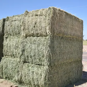 New Supplier of Alfalfa Hay for Animal Feeding /alfalfa hay pellets /Timothy Hay in Bales
