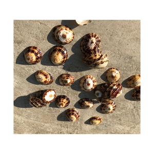 Green Limpet Shell Dry Clean Palpets Ocean Seashells Collection Vente en gros Prix compétitif Prêt à exporter à partir de 99 GD - Product Image 4