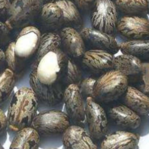 Semillas de Ricino Prensadas en Frío de Alta Calidad para Exportación, Suministro a Granel para Producción de Aceite Vegetal, Grado Alimenticio, 24 Meses de Duración - Product Image 3