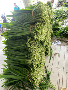 HOJAS DE PANDAN SECAS ORGÁNICAS-COLOR VERDE FRESCO DE PROVEEDOR VIETNAMÉS - Product Image 6