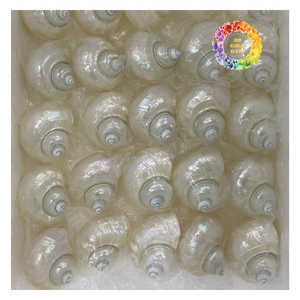 Shell Turbo vert poli fournisseur d'exportation du Vietnam décoration de coquillage marin de haute qualité - Product Image 2