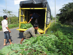 Hojas de yuca verde congeladas de grado alimenticio con embalaje en bolsa, hojas de yuca congeladas a granel, suministro de Vietnam, listas para exportar - Product Image 6