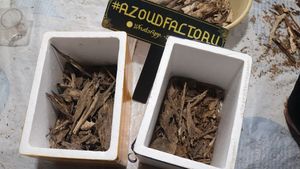 AZOUD Vietnamese Agarwood Chips 10.1g Natural Aromatic Incense Material for <b>Diffuser</b> All Season Use - Product Image 5