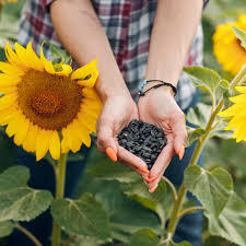 Sunflower <b>Seeds</b> Dried Food Grade Bulk and Bag <b>Packaging</b> for Agriculture - Product Image 3