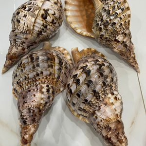 Concha de Trompeta Tritón Natural de Calcio para Decoración y Colección, Tamaño 16 cm, Humedad 7, Caja de Empaque, Hecho en Vietnam - Product Image 1