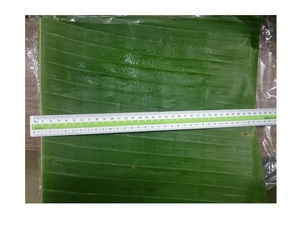 <b>Banana</b> Leaves Great Quality <b>Fresh</b> <b>Banana</b> Leaf 100% Natural High Quality Ecofriendly with Export Standard - Product Image 2