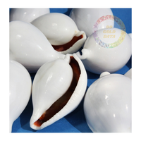 Fourniture en gros de coquillages Ovula Ovum de qualité supérieure-Coquilles d'oeufs cauri exquises une finition naturelle brillante pour l'artisanat à grande échelle