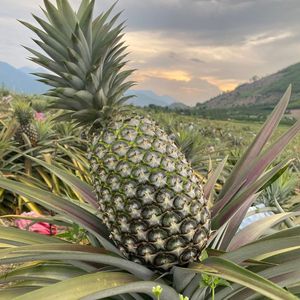 Ananas frais de qualité supérieure du Vietnam avec un Brix élevé, approvisionnement en vrac pour les importateurs - Product Image 5