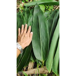 Feuille De Bambou Frais Vert Pas Cher Emballé Sous Vide-Feuille De BAMBOU du Vietnam - Product Image 2