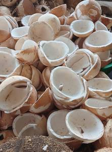 Carne de Coco Congelada Procesada en Vietnam para Fabricantes de Smoothies, Reposteros y Proveedores de Servicios de Alimentos - Product Image 4