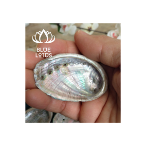 DECORATION GIFTS READY SHIP ORGANIC MATERIAL SEASHELL <b>ABALONE</b> CARVED LARGE QUANTITY RAINBOW LIGHT SAGE SMUDGING ANIMAL THEME - Product Image 1