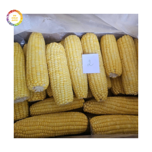 Maíz Dulce Entero Congelado IQF, Maíz Dulce Premium de Vietnam para Exportación - Product Image 3